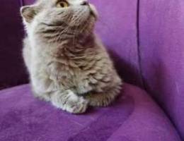 Scottish Fold female