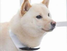 Shiba inu male