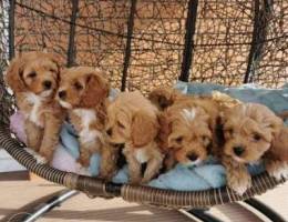 Maltipoo available