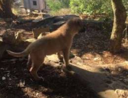 malinois puppies