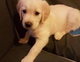 golden retreiver puppy