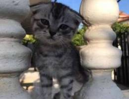 Scottish fold kitten grey and white