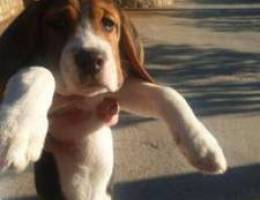 Beagle original puppy right away from Ukra...