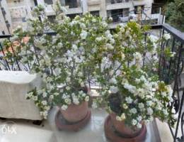 Gardenia tree each one b 1,000,000 LL