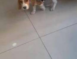 Beagle hight quality