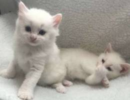 British shorthair kitten female pure white