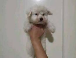 Bichon male