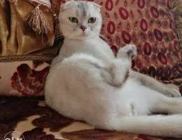 Female chinchilla silver Scottish fold