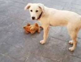 mix golden retriever