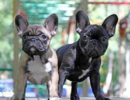 French bulldog available