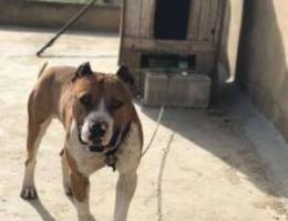 Pitbull red nose for sale super mratab 3mr...