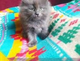 British Kitten for sale