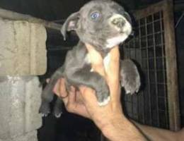 pure blue nose pitbull for sale