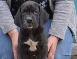 Great Dane Brought from Bulgaria