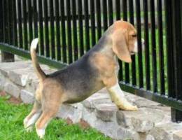 Beagle puppy from the KSU kennel with a ch...