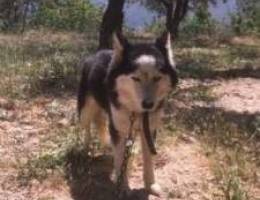 Hasky siberian pure long hair