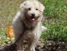 Bichon Female