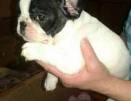 French bulldog black and white