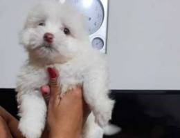 Pure maltese bichon 1400