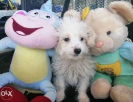 Bichon puppy wonderful