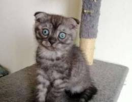 Scottish fold female