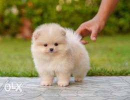 Pomeranian teacup white