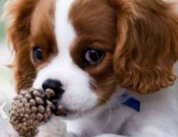 Cavalier King Charles spaniel