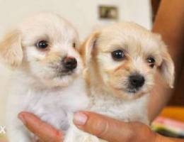 bichon Maltese puppies