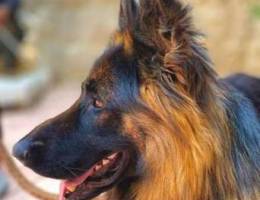 German Shepherd Puppies