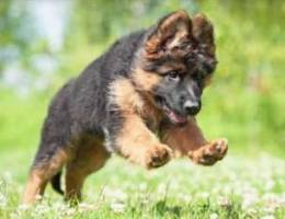 german shepperd