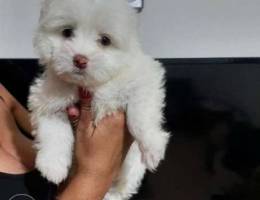 Maltese bichon dabdoub 1400 alf