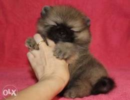 Teacup Pomeranian (CUTENESS)