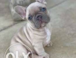 ./ French Bulldog (Frenchie).