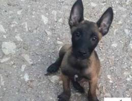 Malinois puppies