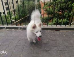 Japanese spitz dog for sale