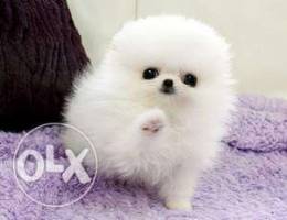 Pomeranian teacup