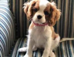 Cavalier king Charles spaniel