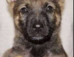 German shepherd puppies