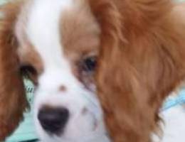 Cavalier king charles for sale!