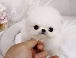 The Smallest Female Pomeranian