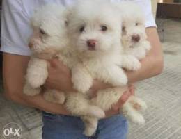 1400 alf pure bichon maltese