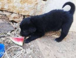 black labrador