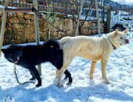 American akita puppies