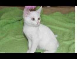 Angora cats Vaccinated