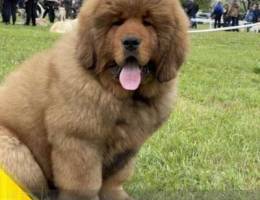 Tibetan Mastiff puppies for sale.