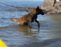 Male Malinois , contact, food.