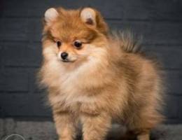 I will sell Pomeranian Spitz shenks