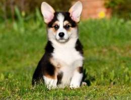 Tricolor Pembroke Welsh Corgi puppies