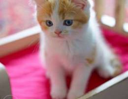 Scottish boy bicolor with blue eyes