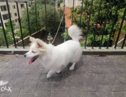 Loulou spitz